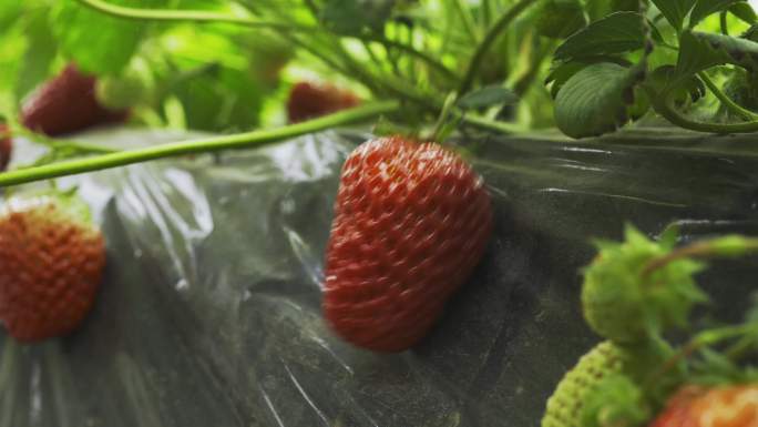 一个女人采摘草莓