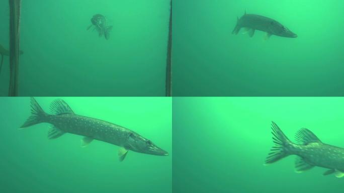 大自然栖息地野生梭鱼的冒险图片。派克从视频中游泳出来，远离摄影师。