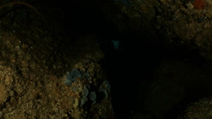 台湾黑暗海底洞水下潜水