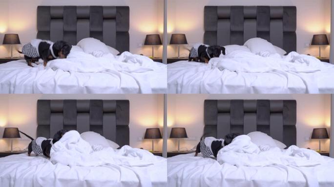 可爱的黑色和tan腊肠犬穿着有趣的女佣服装跳到主人的床上，用鼻子推枕头和毯子。家庭清洁过程幽默概念。