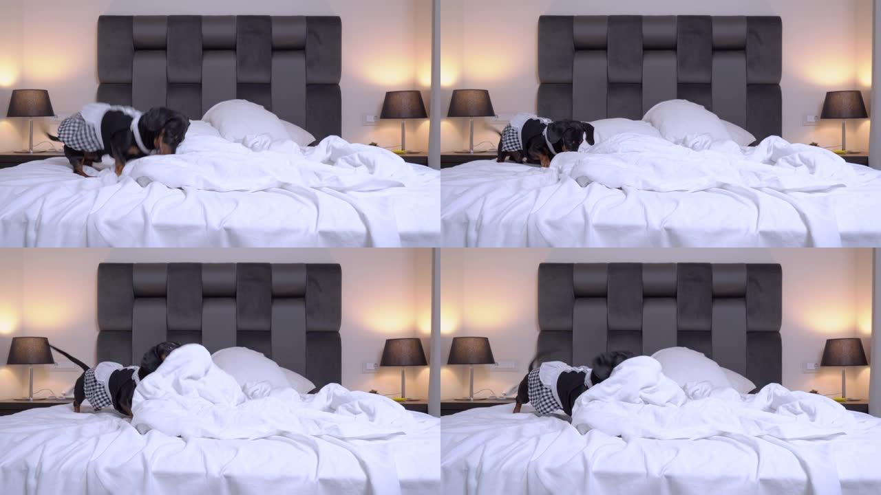 可爱的黑色和tan腊肠犬穿着有趣的女佣服装跳到主人的床上，用鼻子推枕头和毯子。家庭清洁过程幽默概念。