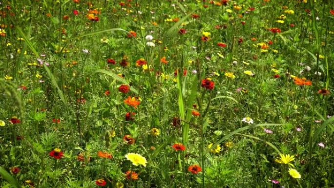 夏季草地野花夏季草地野花