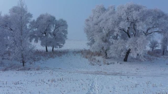 中国吉林雾凇岛雪景