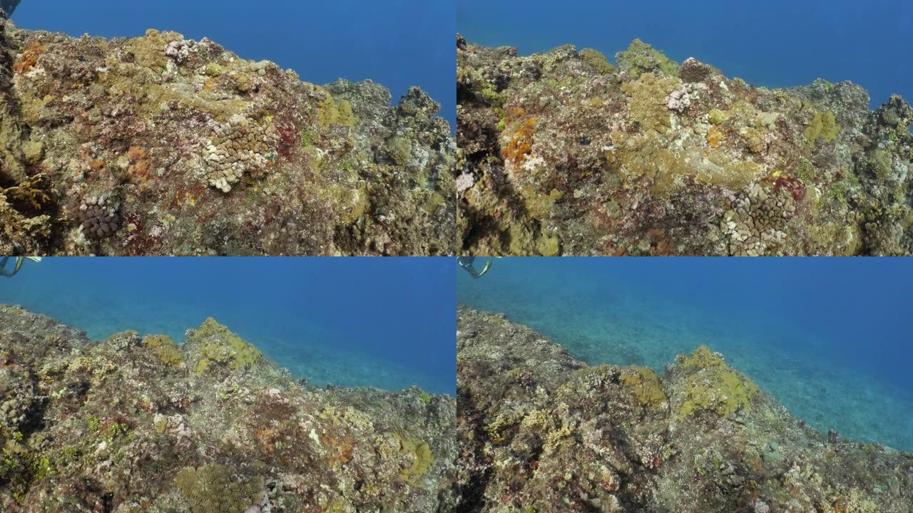 台湾远海五颜六色的海底珊瑚尖峰