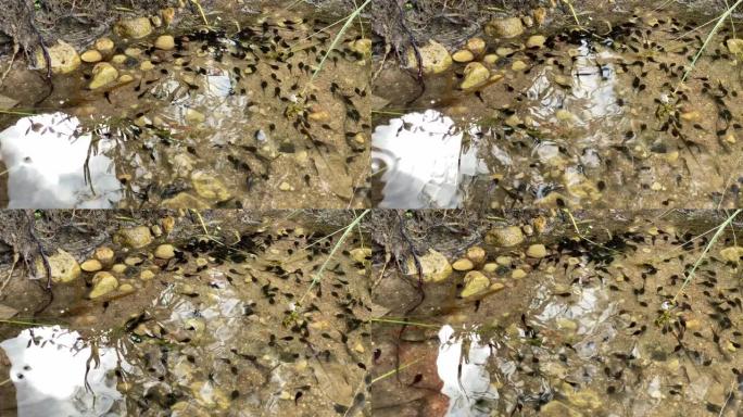 小黑水蛭在水中游泳，4k视频特写
