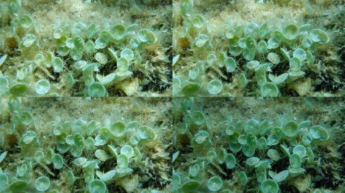 单细胞绿藻蜂群的特写镜头美人鱼的酒杯或美人鱼杯 (髋臼) 亚得里亚海，黑山，欧洲