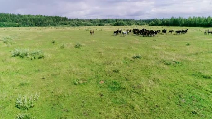 绿色牧场上的一群马。