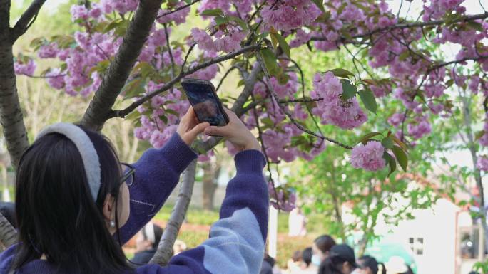城市公园美女小姐姐打卡樱花拍照