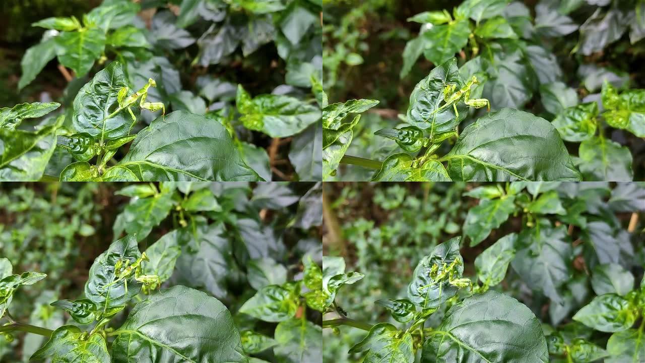 花螳螂是那些模仿花朵的螳螂。它们的颜色是侵略性模仿的一个例子，大多数花螳螂都属于Hymenopodi