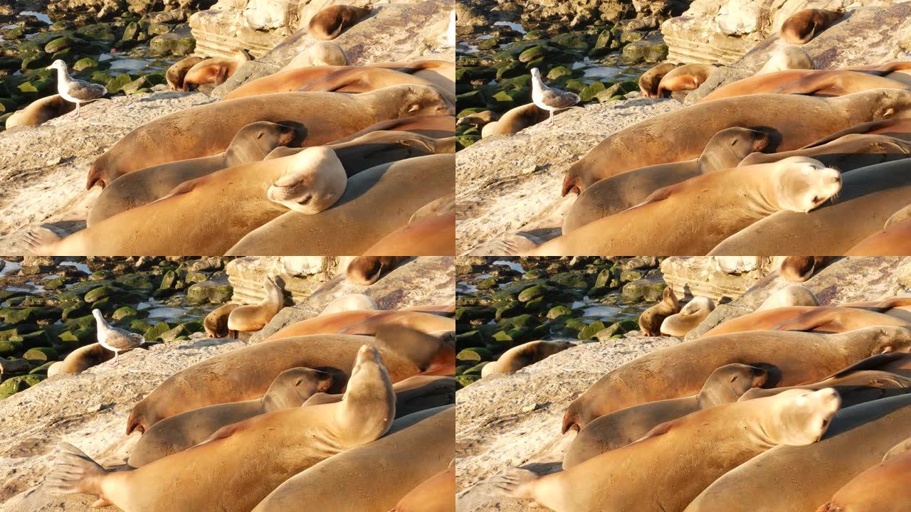 拉霍亚岩石上的海狮。野生耳海豹在太平洋附近的石头上休息。有趣的懒惰野生动物睡觉。美国加利福尼亚州圣地
