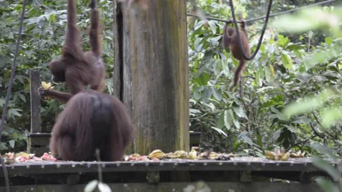 饲养期间来自马来西亚婆罗洲沙巴的猩猩