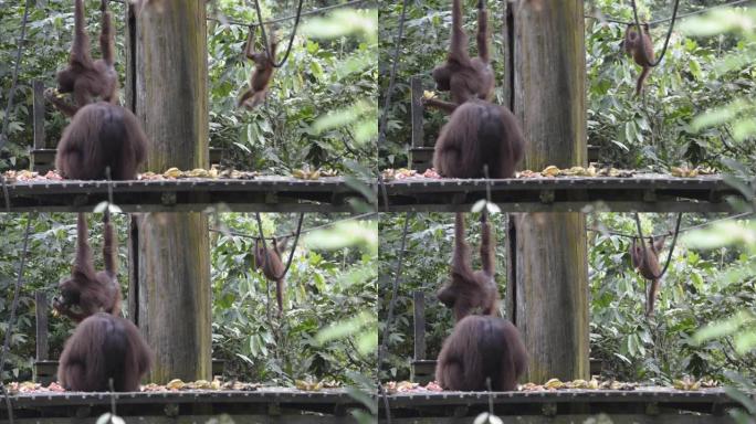饲养期间来自马来西亚婆罗洲沙巴的猩猩