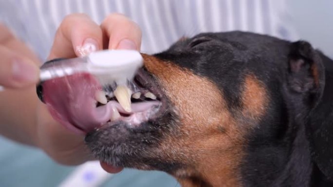 用硅胶刷毛牙刷和狗专用牙膏清洁可爱的黑色和棕褐色腊肠犬的毒牙，日常口腔保健，特写。