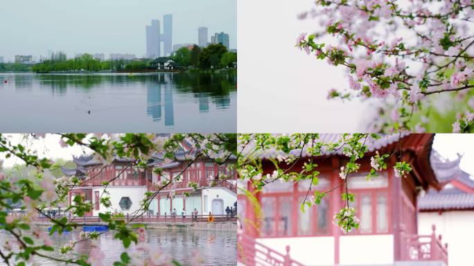 南京莫愁湖公园春天海棠花游人