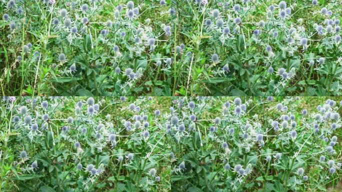 草地花蓝头植物与野生黄蜂收集花蜜在夏天的风中摇摆