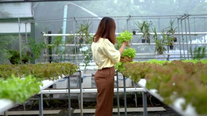 亚洲妇女在水力农场收获新鲜蔬菜