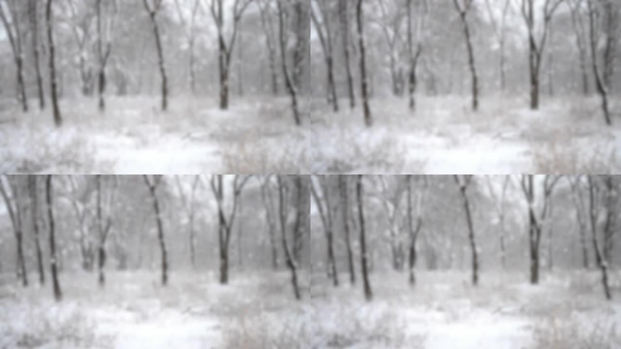冬天森林里的雪。雪树在白天分支。