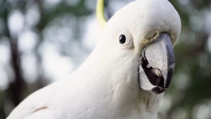 凤头鹦鹉在清晨吃种子澳大利亚昆士兰慢动作4k视频特写凤头鹦鹉