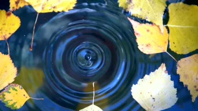 水滴从上方滴落在平静的水面上，形成水环