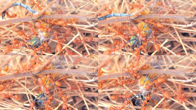 红蚁群团队合作是动蜻蜓吃