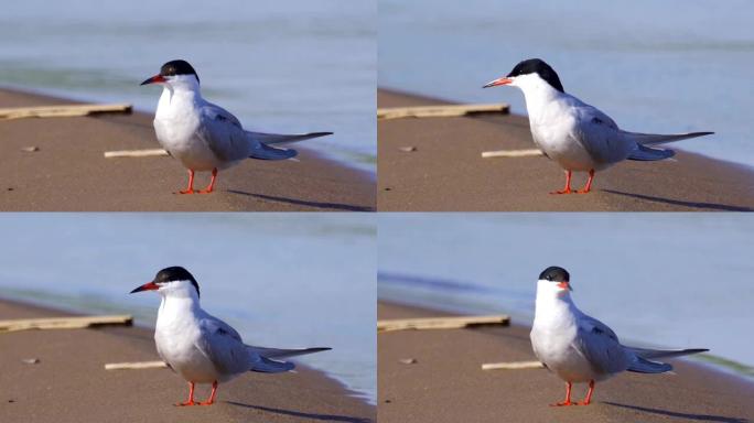 在一个春天阳光明媚的早晨，鸟类普通燕鸥 (Sterna hirundo) 坐在水边的沙滩上。