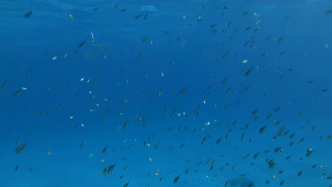 chromis学校在蓝色的水底中游泳。菲律宾chromis或剪刀-拉尾器 (Chromis scot