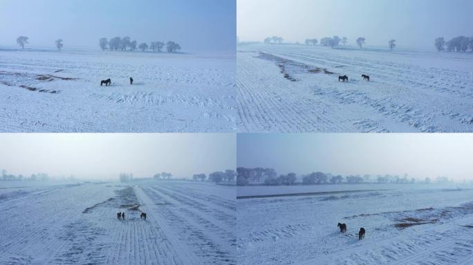 中国吉林雾凇岛雪景