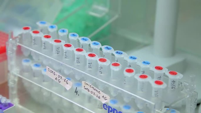 使用移液器在实验室中测试各种血液和DNA。戴丁腈手套的实验室中的DNA测试