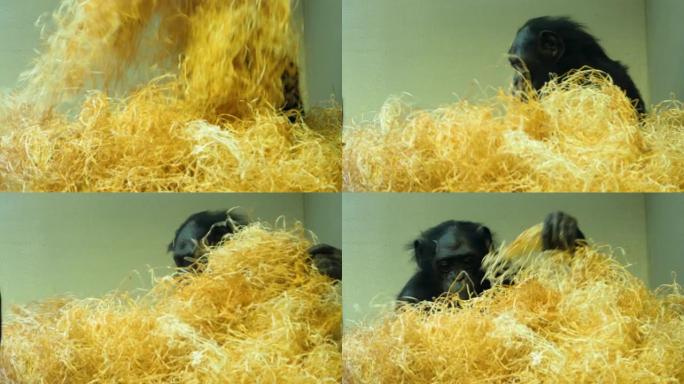 倭黑猩猩母亲的特写