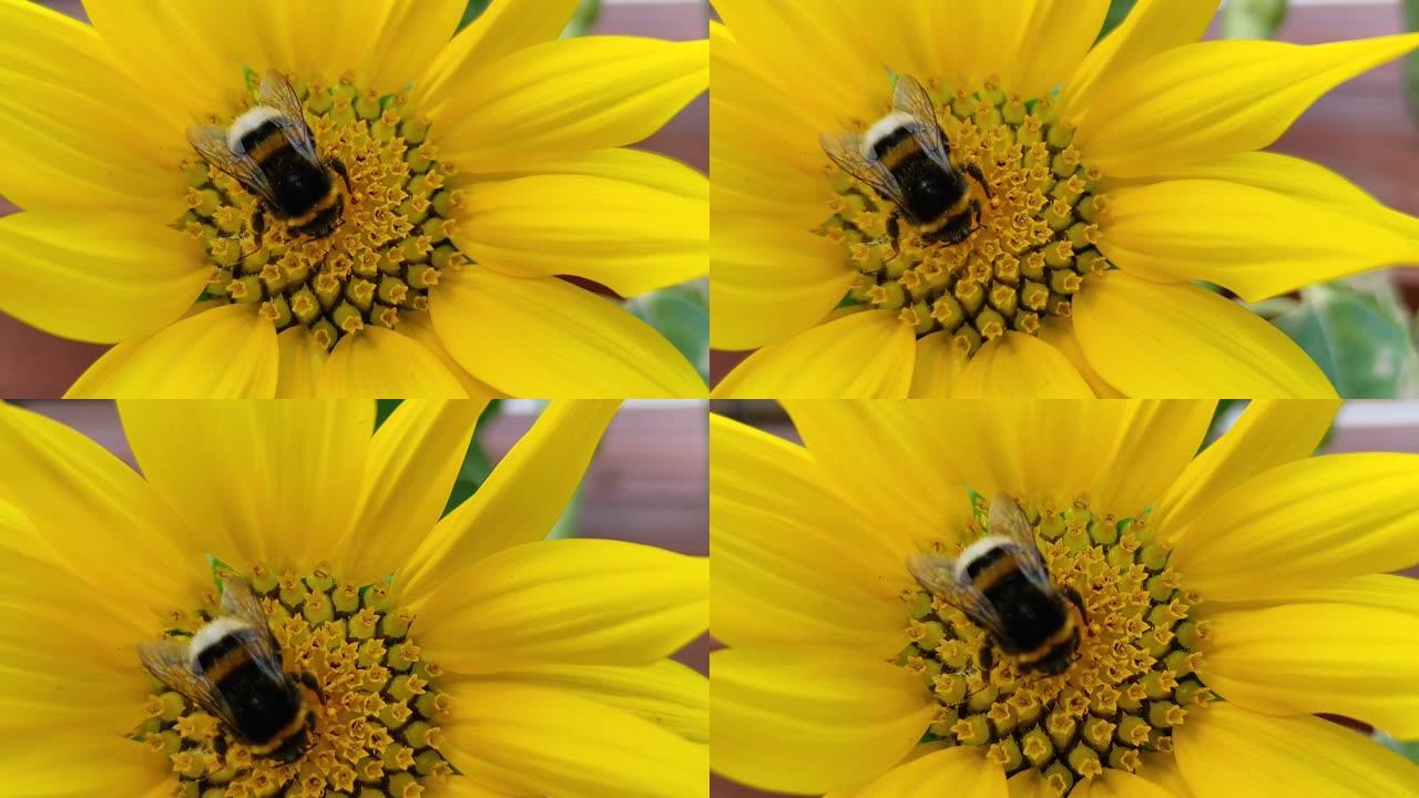 田间向日葵花粉采集蜜蜂的宏观。风中黄色向日葵上的大黄蜂。