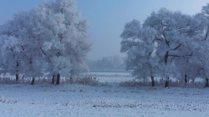 中国吉林雾凇岛雪景