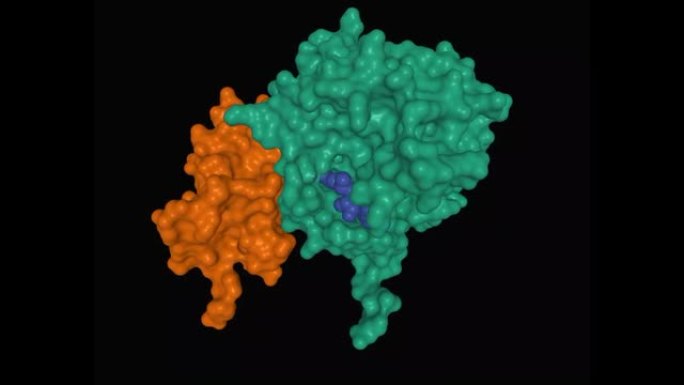 SARS-CoV-2 nsp16 (绿色)-nsp10 (棕色)-配体 (蓝色) 配合物的晶体结构
