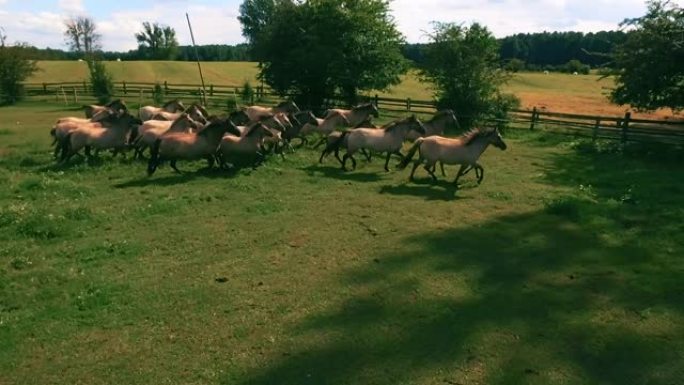 在阳光明媚的日子里，在农场上奔跑的4k包马