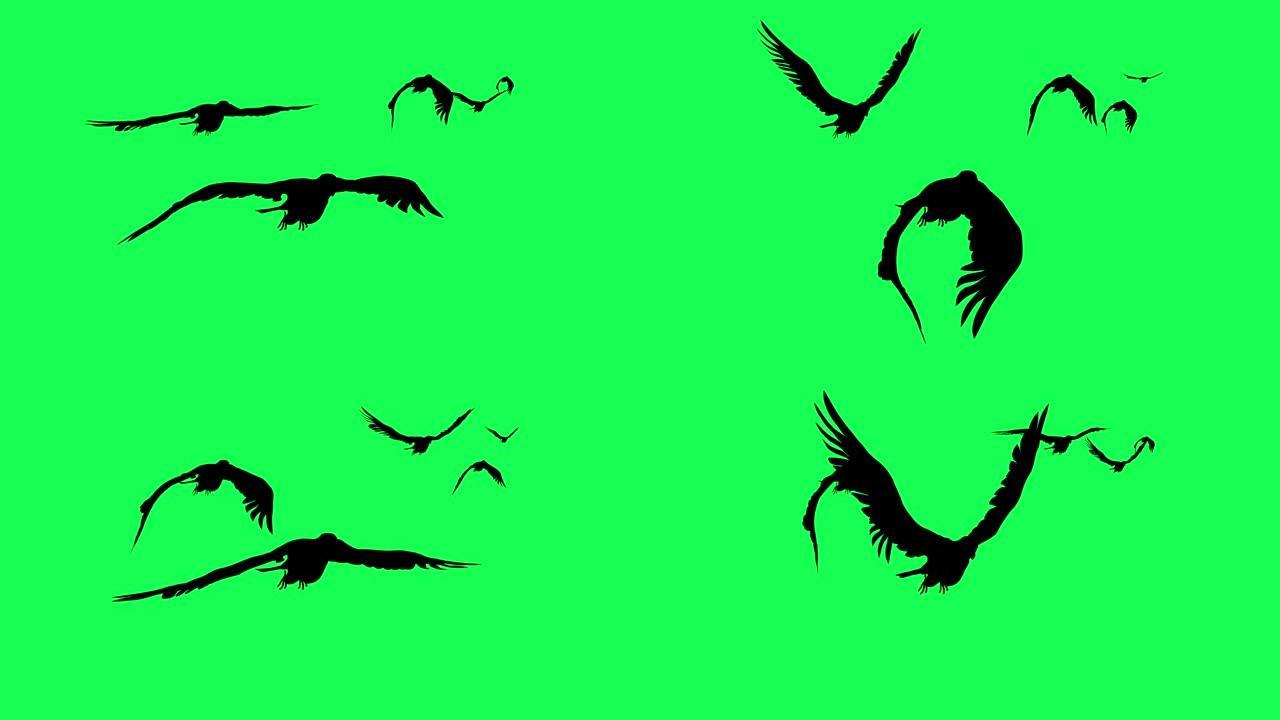绿色屏幕上孤立的猎鹰滑行和拍打的3d动画剪影