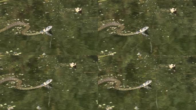 水蛇游过沼泽灌木丛和藻类的河流。慢动作