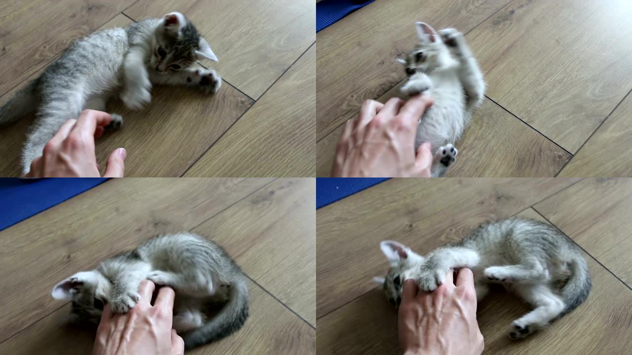 玩小猫宝宝，可爱的小猫咬抓手，高角度