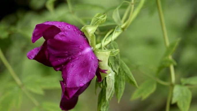 雨后紫牡丹花