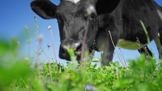 晴天在绿色草地上放牧的牛