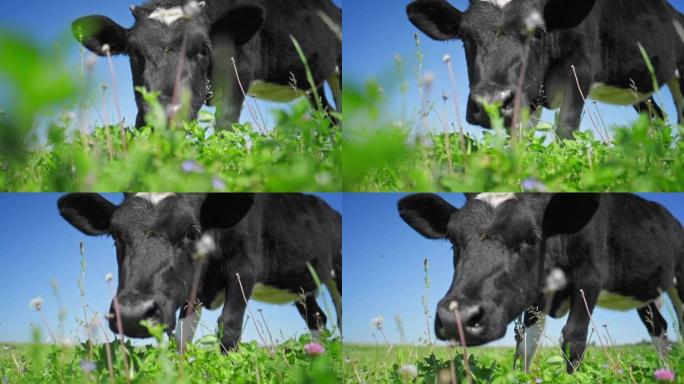晴天在绿色草地上放牧的牛