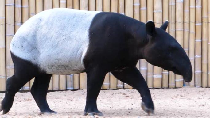 tapir的特写