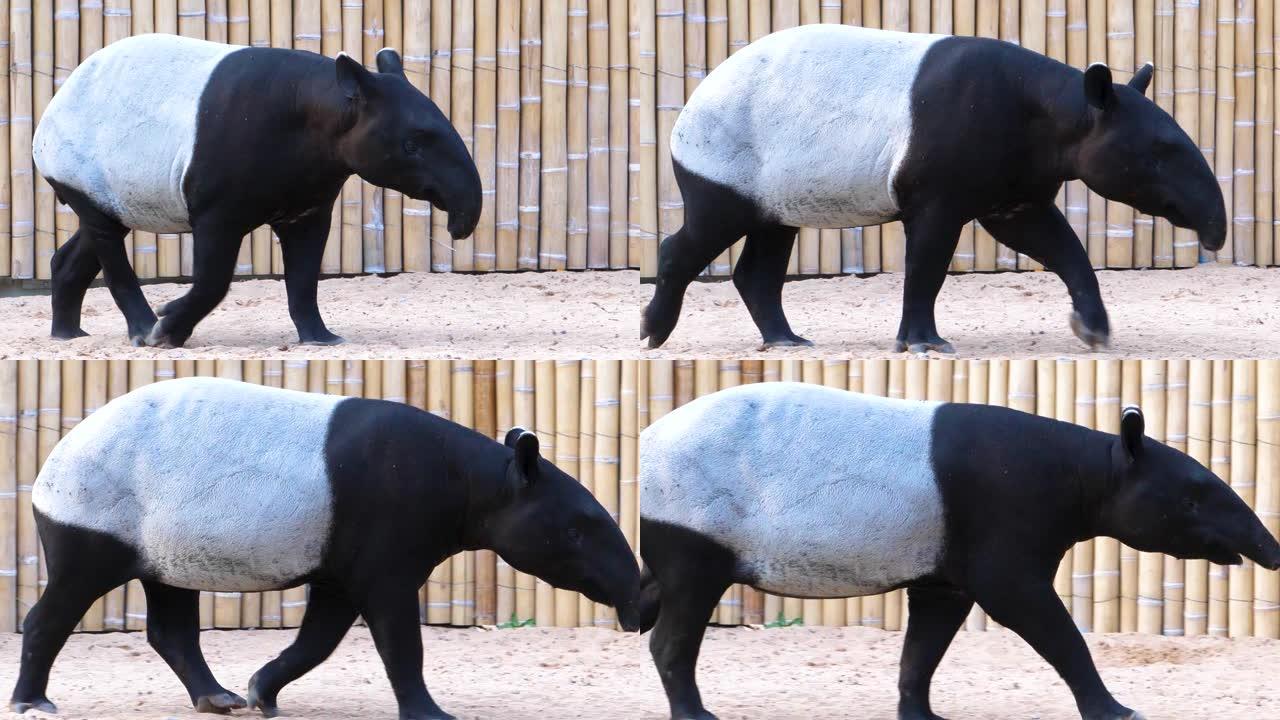 tapir的特写