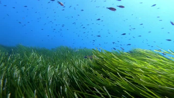 水下场景-地中海礁石鱼类在绿色Posidonia海藻海底游泳