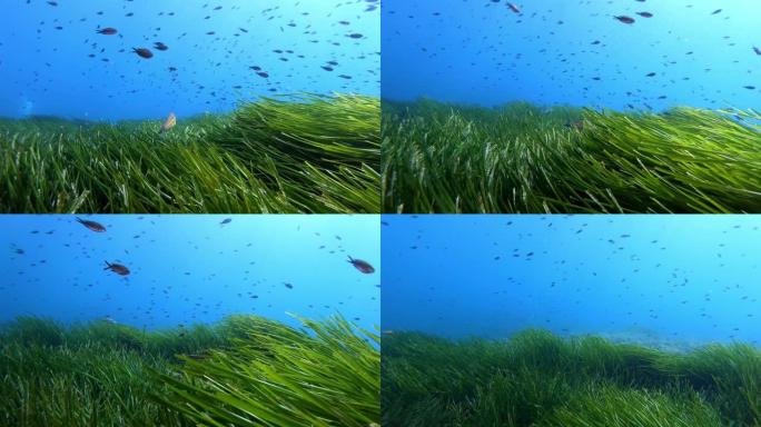 水下场景-地中海礁石鱼类在绿色Posidonia海藻海底游泳