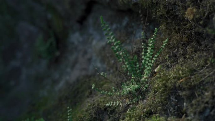山毛榉森林中的砂石，被蕨类植物和苔藓覆盖。
