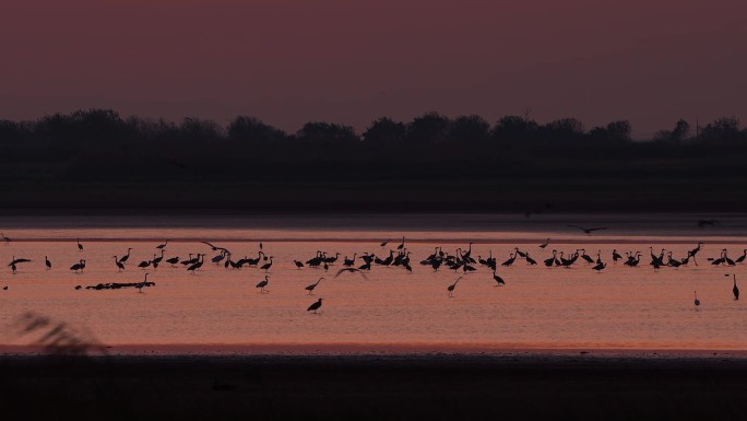 湿地落日与鸟