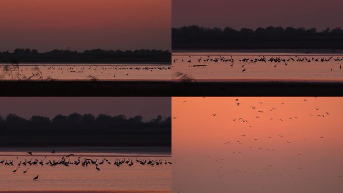 湿地落日与鸟