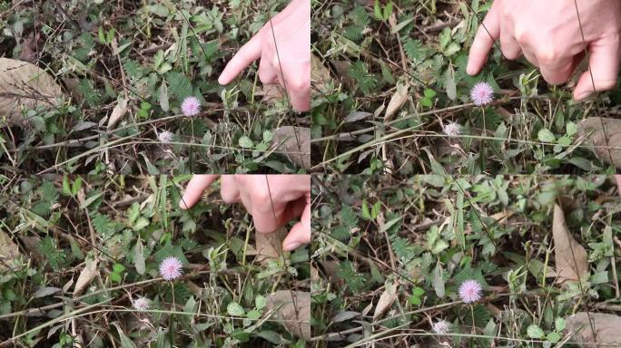 美丽的紫罗兰/紫色花含羞草，敏感植物，触摸我不植物，喀拉拉邦，印度