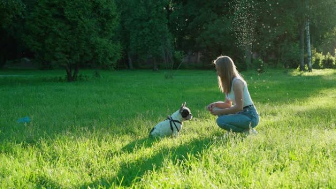 年轻女子在公园训练法国斗牛犬。