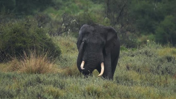 肯尼亚雨季的雨中大象发痒