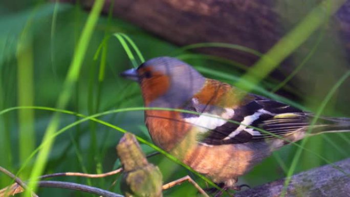 鸟-普通的燕雀 (Fringilla coelebs) 雄性在草丛中干燥的倒下的树上行走。森林里阳光